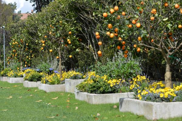 Trattamento Di Piante e Fiori