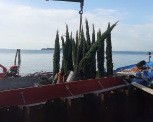 Giardino privato di una fondazione svizzera, Giudecca